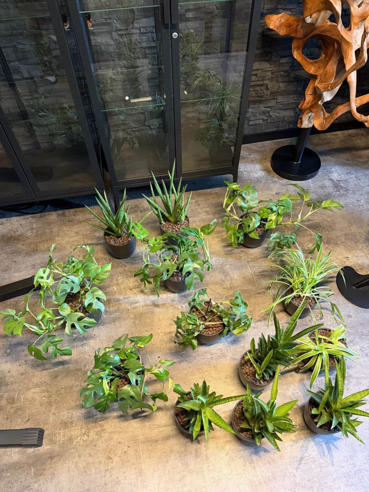 Set van 13x kamerplanten, Ophalen