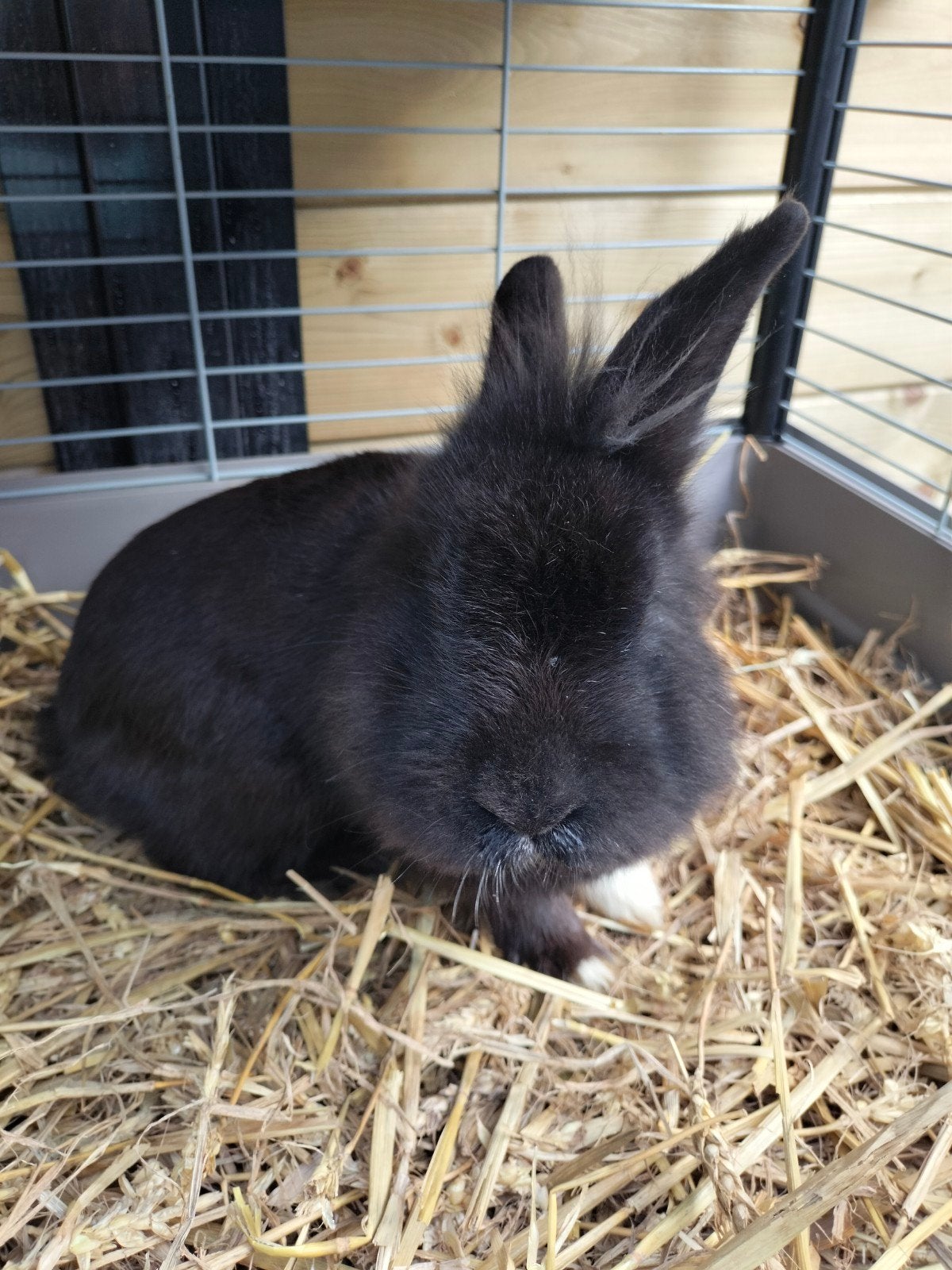 Dwergkonijntjes, Dieren en Toebehoren, Konijnen, Mannelijk, Dwerg, 0 tot 2 jaar