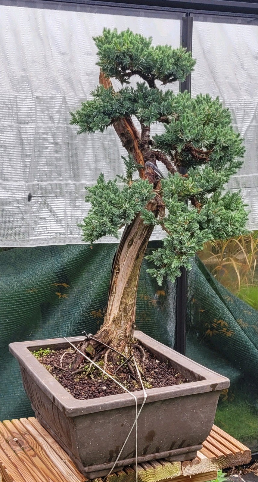 juniperus bonsai, Tuin en Terras, Ophalen