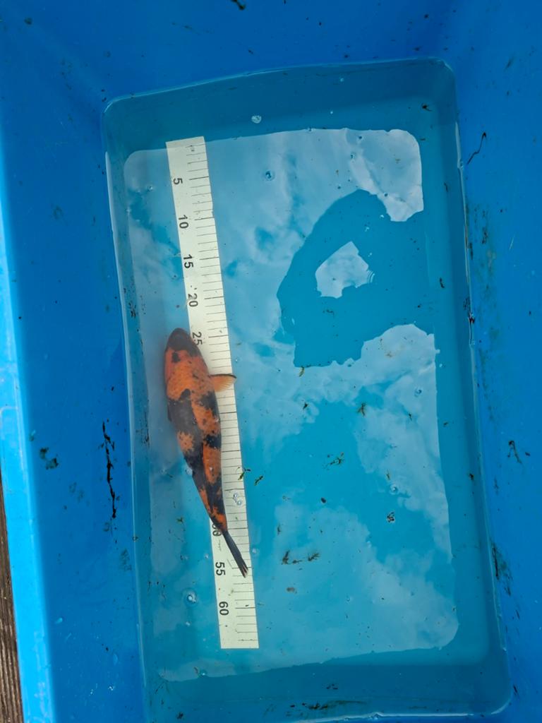 Japanse koi hi utsuri, Karper of Koi