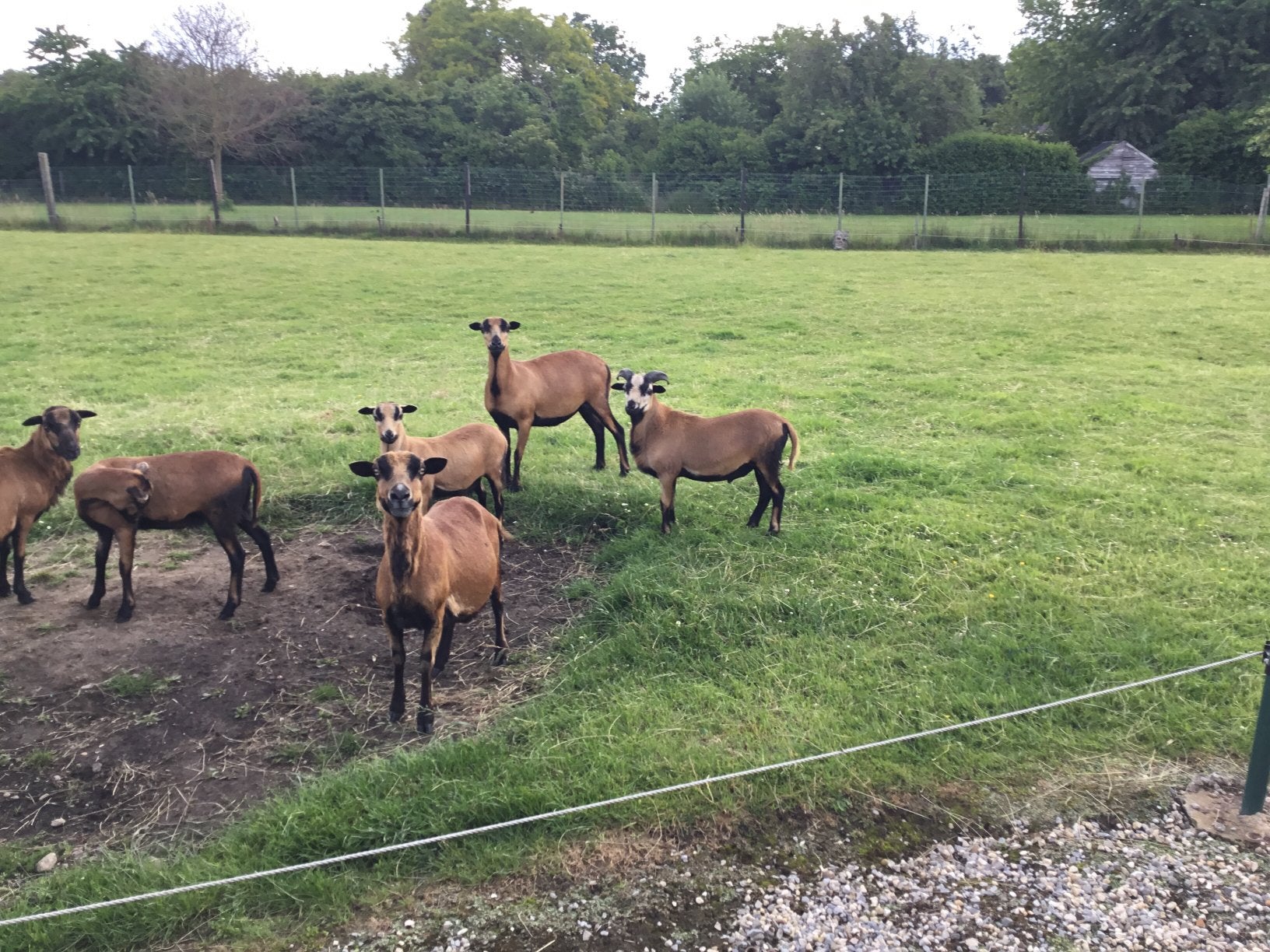Kameroenschaap, Dieren en Toebehoren, Schapen, Geiten en Varkens