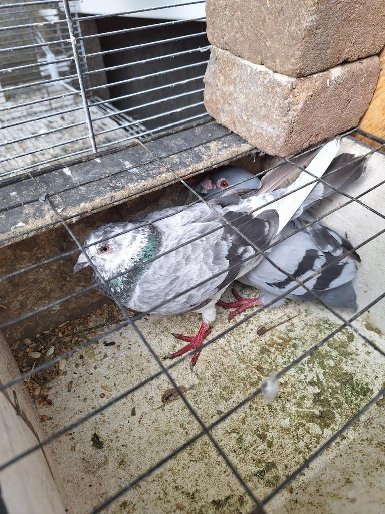 Mooie koppel postduiven, Dieren en Toebehoren, Vogels | Duiven