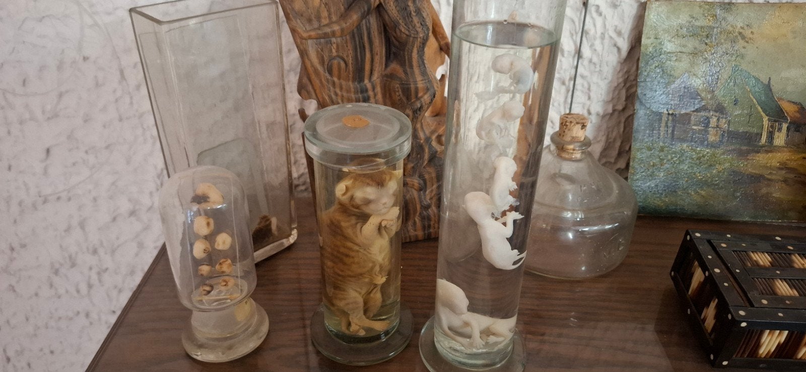Chatons en eau forte - éducatif, Collections, Enlèvement ou Envoi