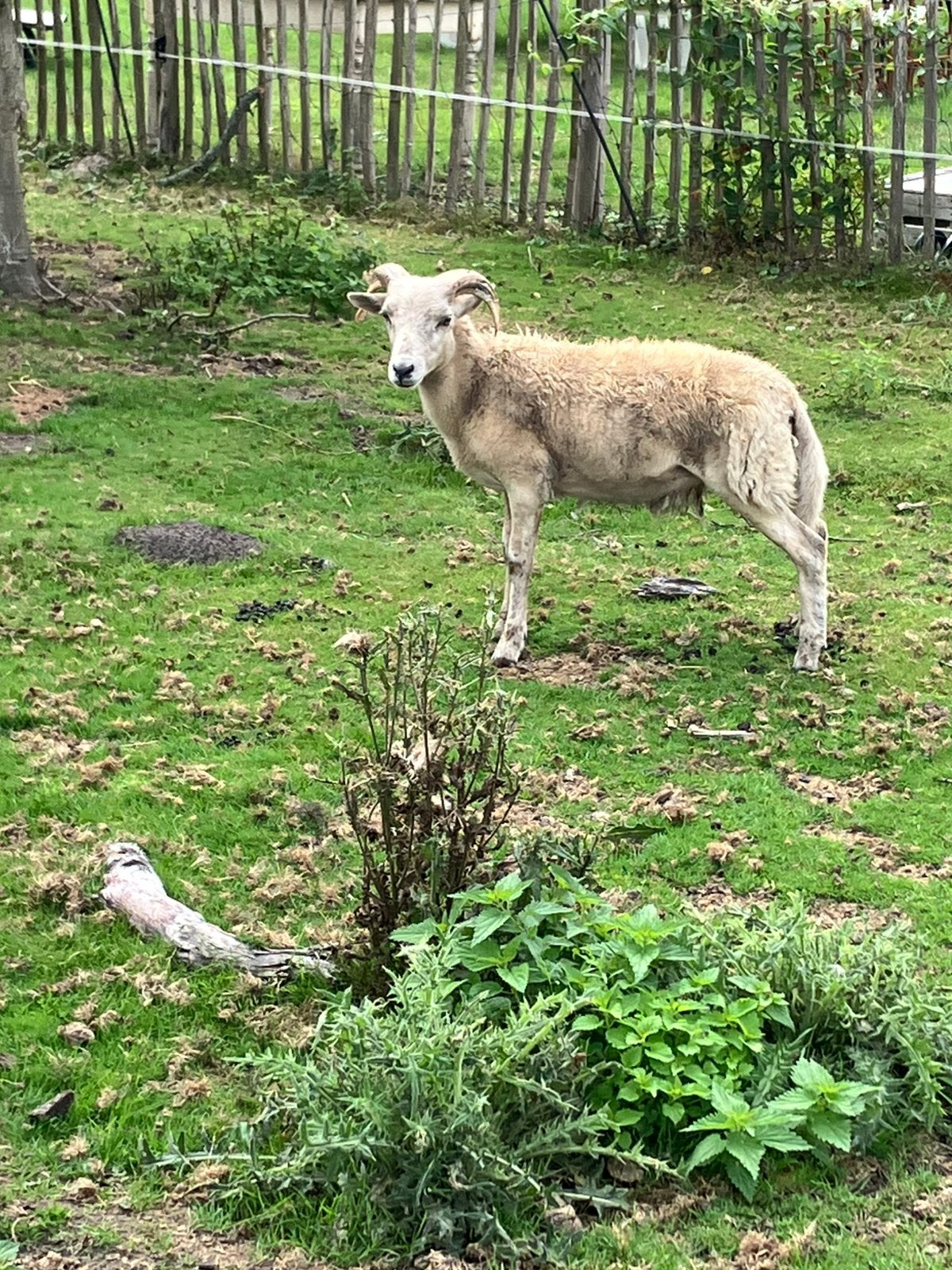 Ram Wiltshire horn x hebrydean, Mâle, Mouton, 0 à 2 ans
