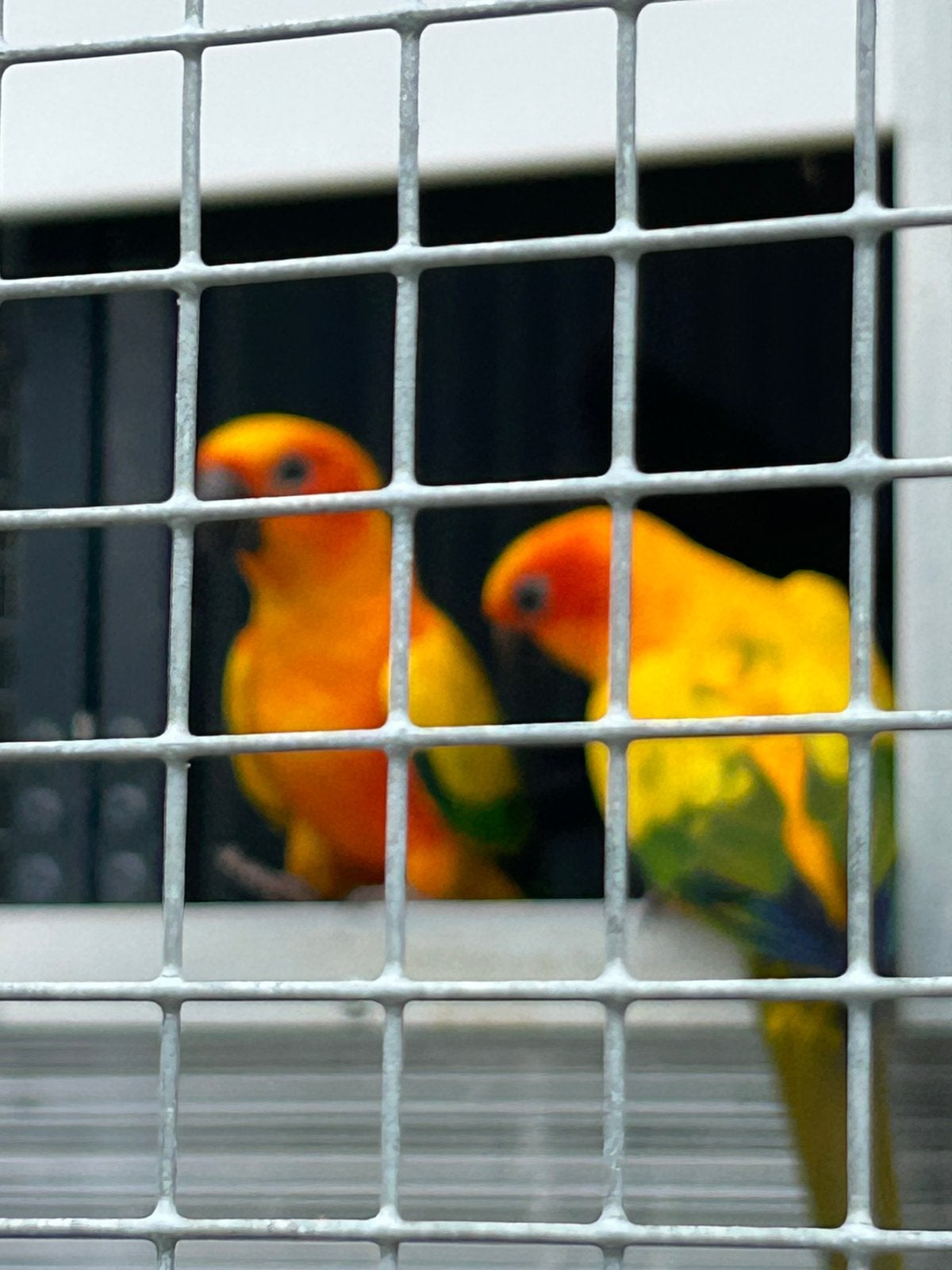 Perruches solaires, Animaux & Accessoires, Oiseaux | Perruches & Perroquets, Plusieurs animaux, Perruche, Bagué