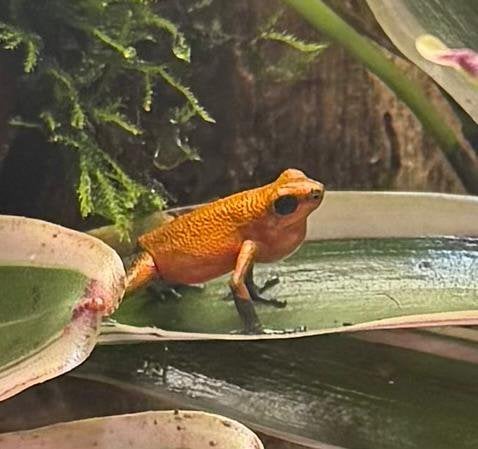 Oophaga pumilio almirante man