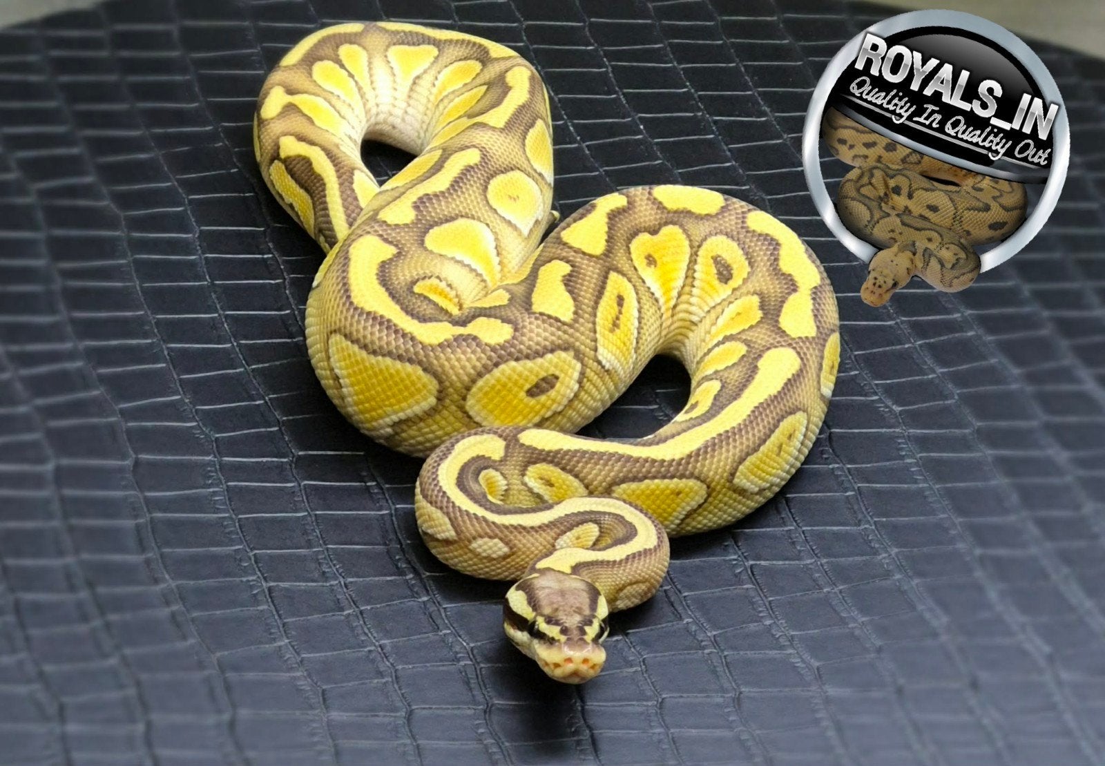 Python regius, Dieren en Toebehoren