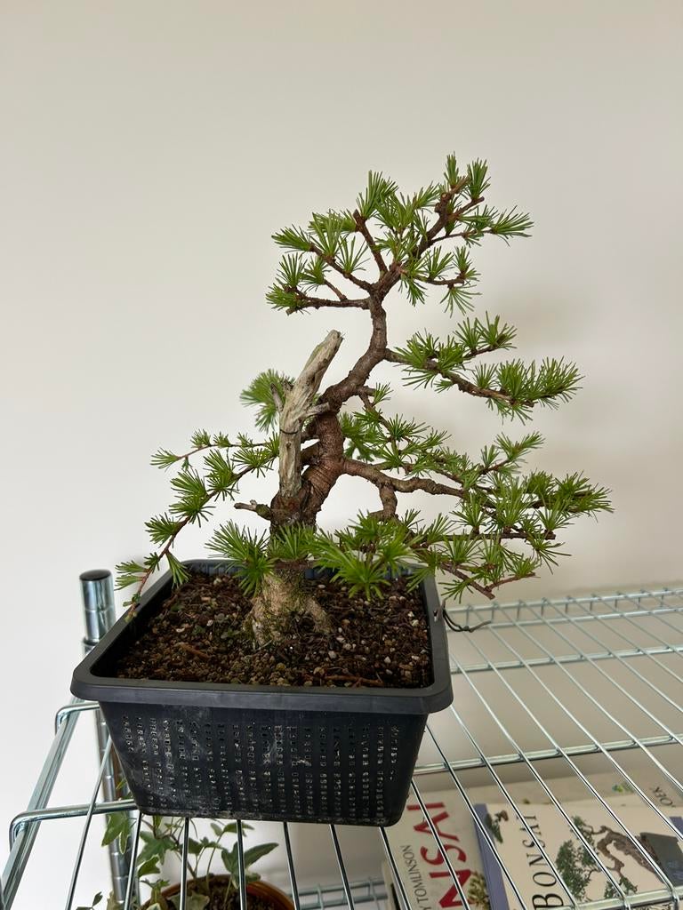 Lariks bonsai, Enlèvement