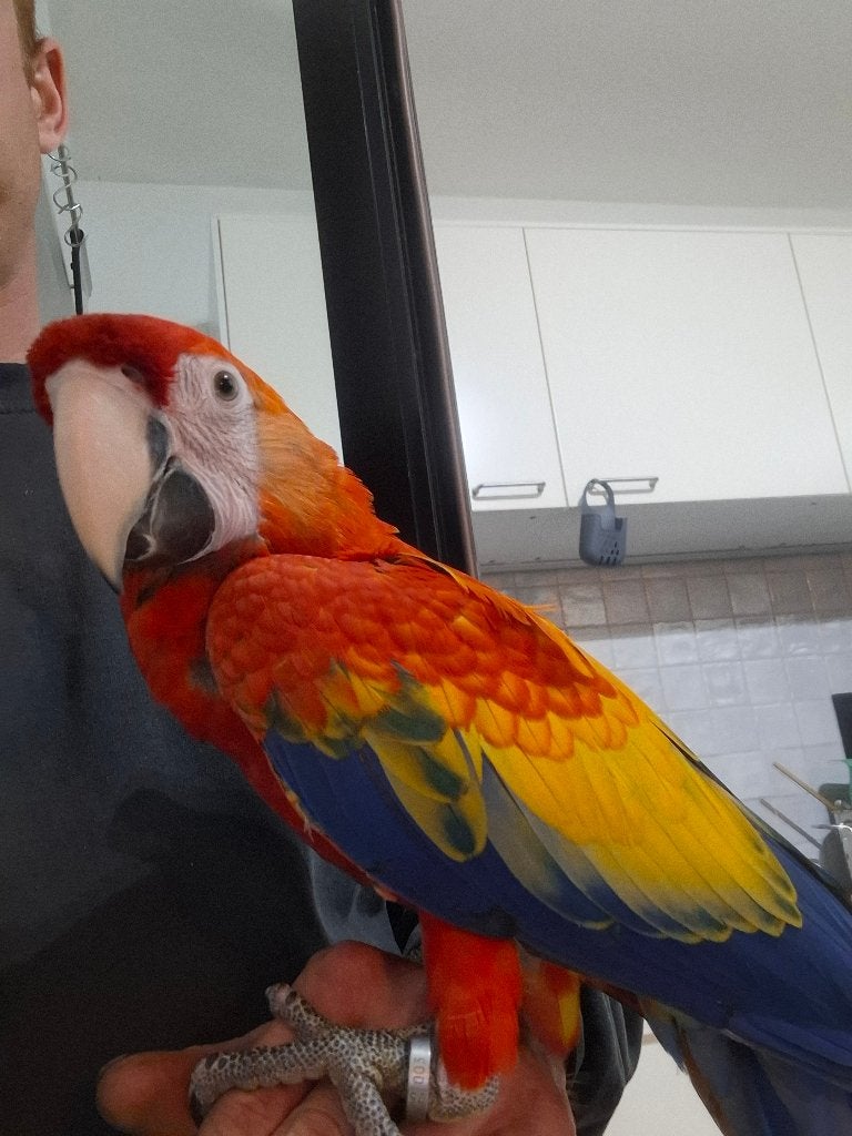 Geelvleugel pop freeflight getraind, Dieren en Toebehoren, Vogels | Parkieten en Papegaaien, Papegaai, Vrouwelijk, Pratend, Tam