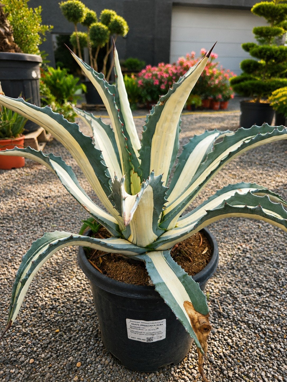Agave Mediopicta, Tuin en Terras, Planten | Tuinplanten, Ophalen