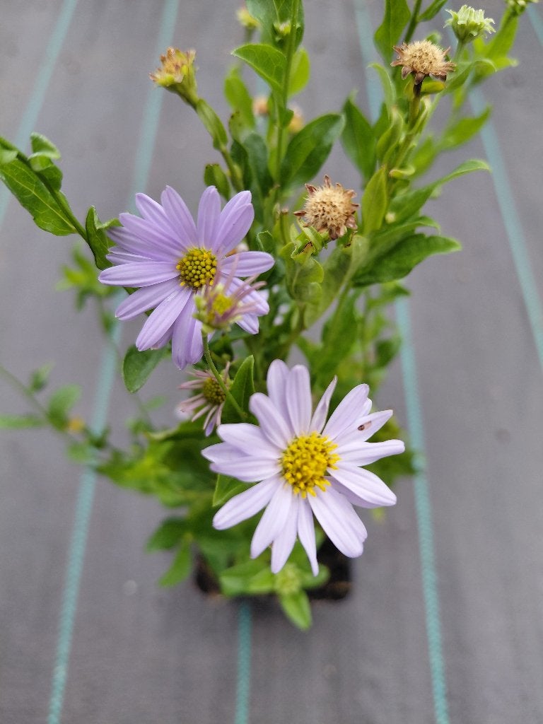 Kalimeris Blue Star, Jardin & Terrasse, Plantes | Jardin, Enlèvement, Mi-ombre