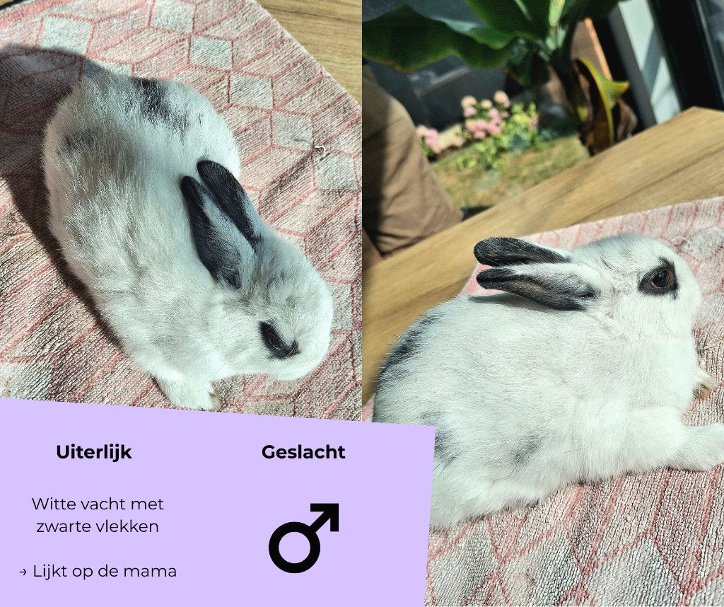 Jeun lapin mâle - 3 mois - très social, Mâle, Petit, 0 à 2 ans