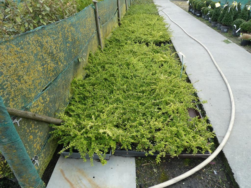 lonicera maigrun, Ophalen, Vaste plant, Bodembedekkers