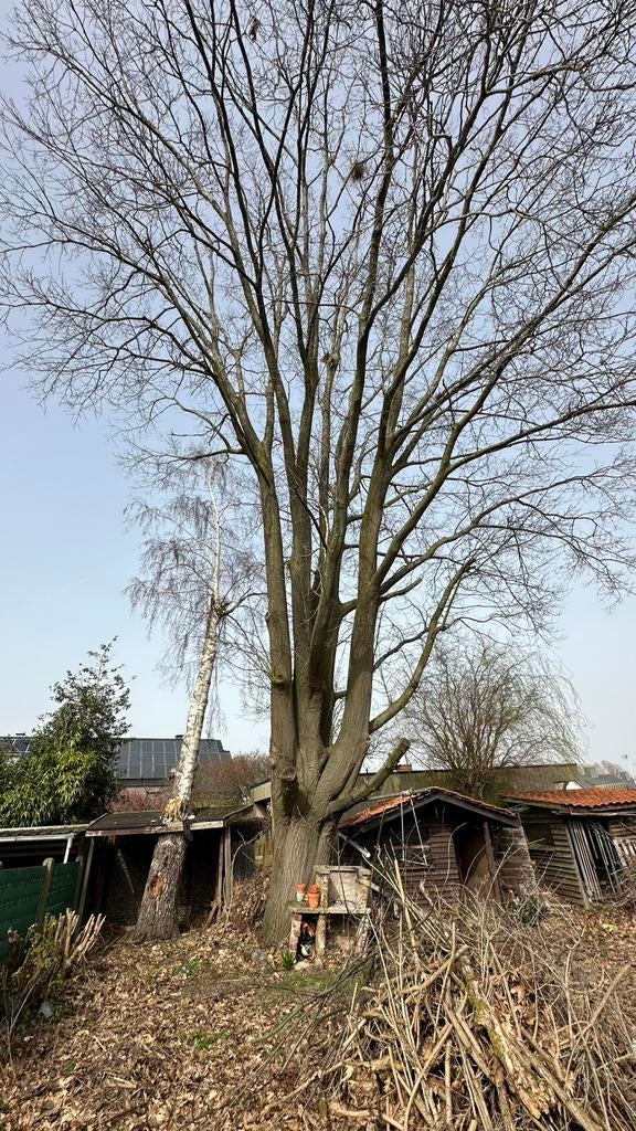 Grote eik gratis – zelf kappen en meenemen, Ophalen