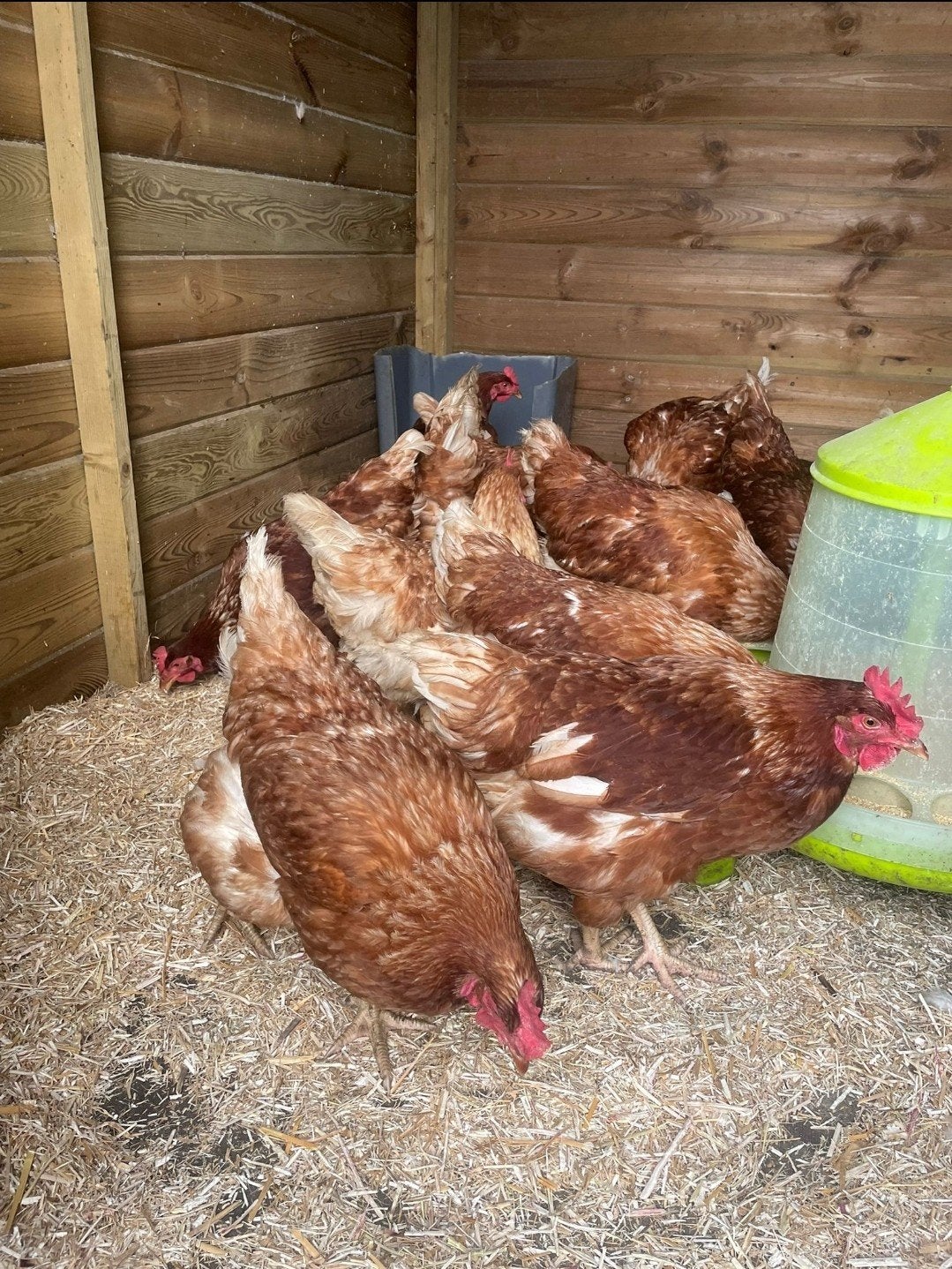 bruine legkippen, Dieren en Toebehoren