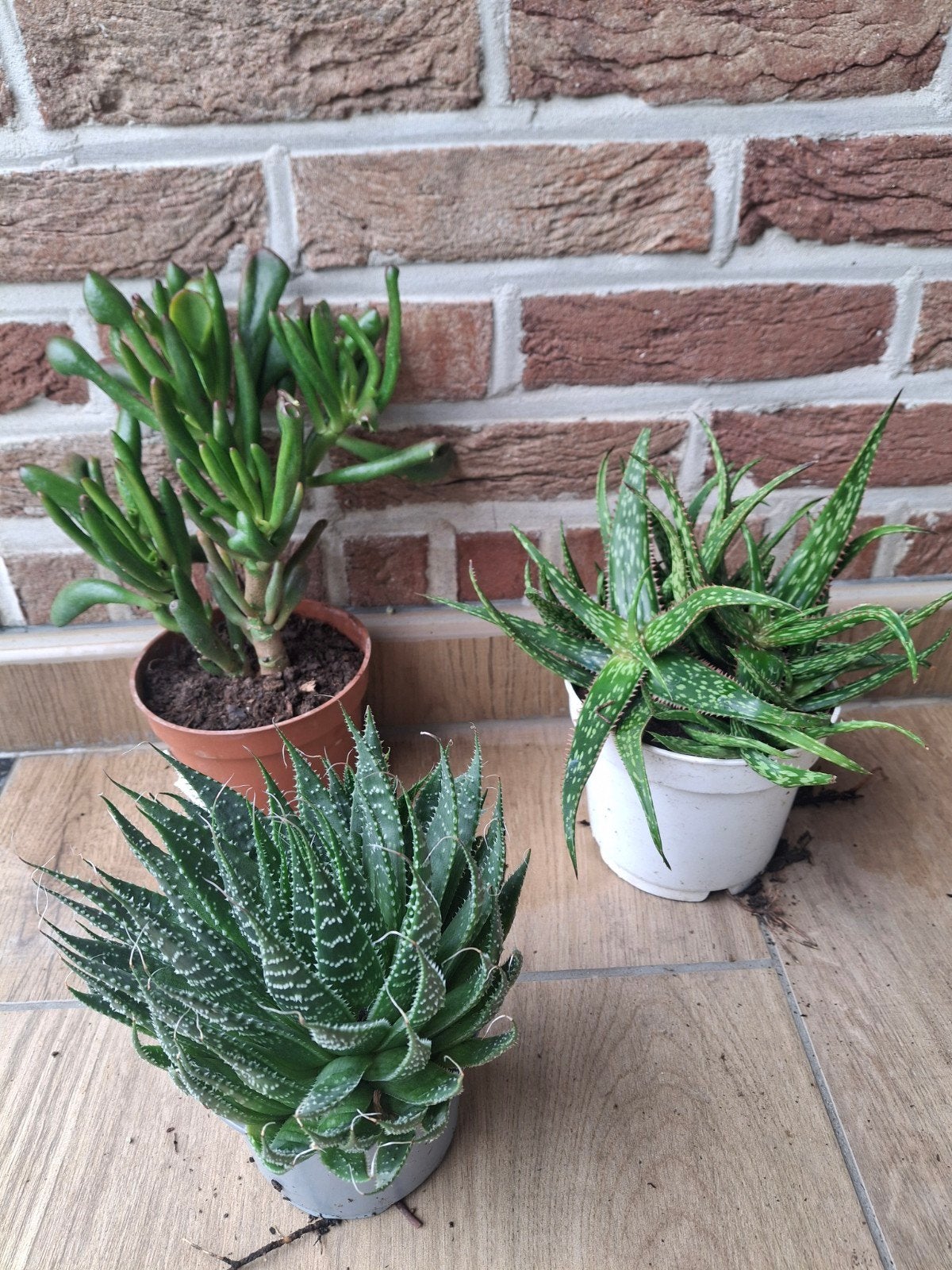 Vetplant, Huis en Inrichting, Ophalen, Vetplant