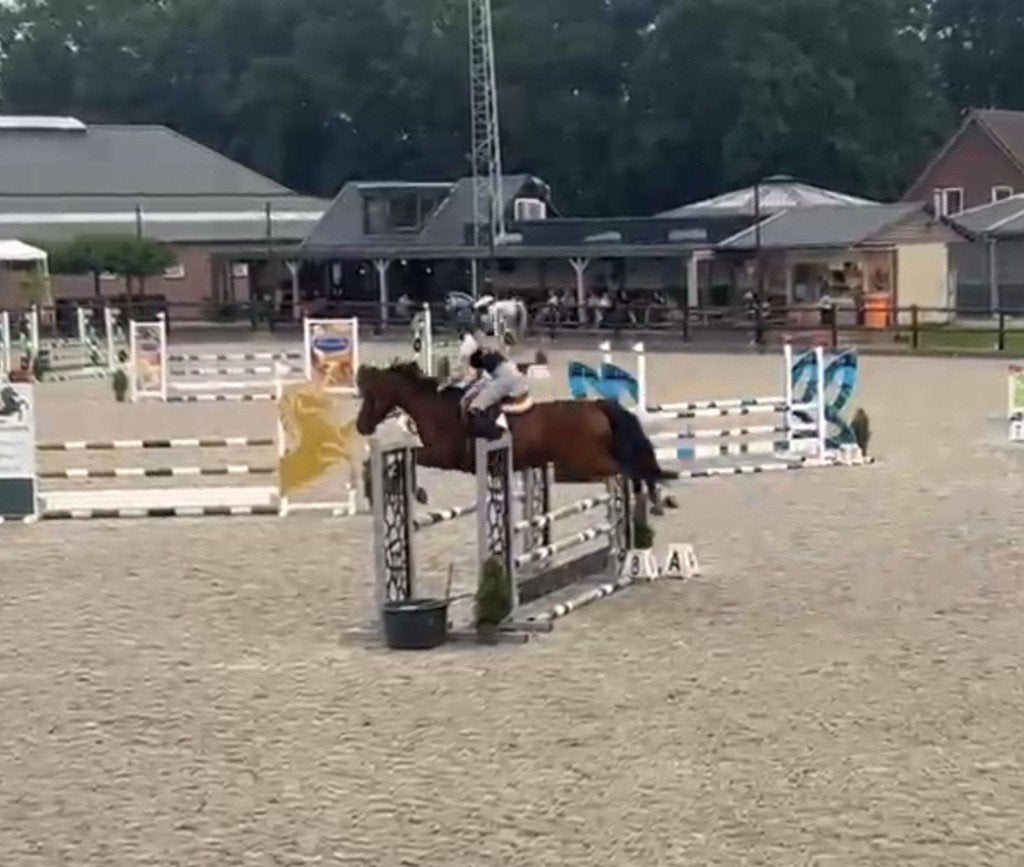 Super ervaren schoolmaster voor kinderen of amateur ruiter!, Dieren en Toebehoren, Paarden, Ruin, L, 165 tot 170 cm, 11 jaar of ouder