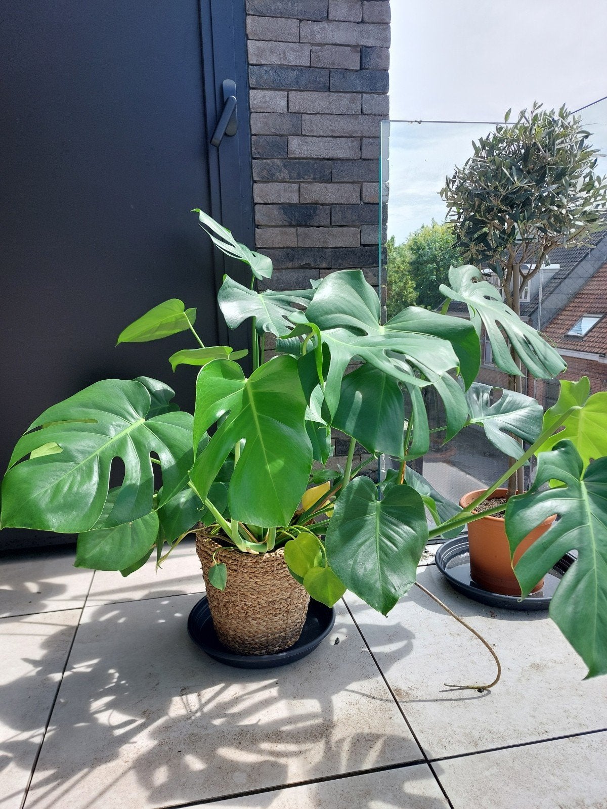 Monstera IKEA, Ophalen