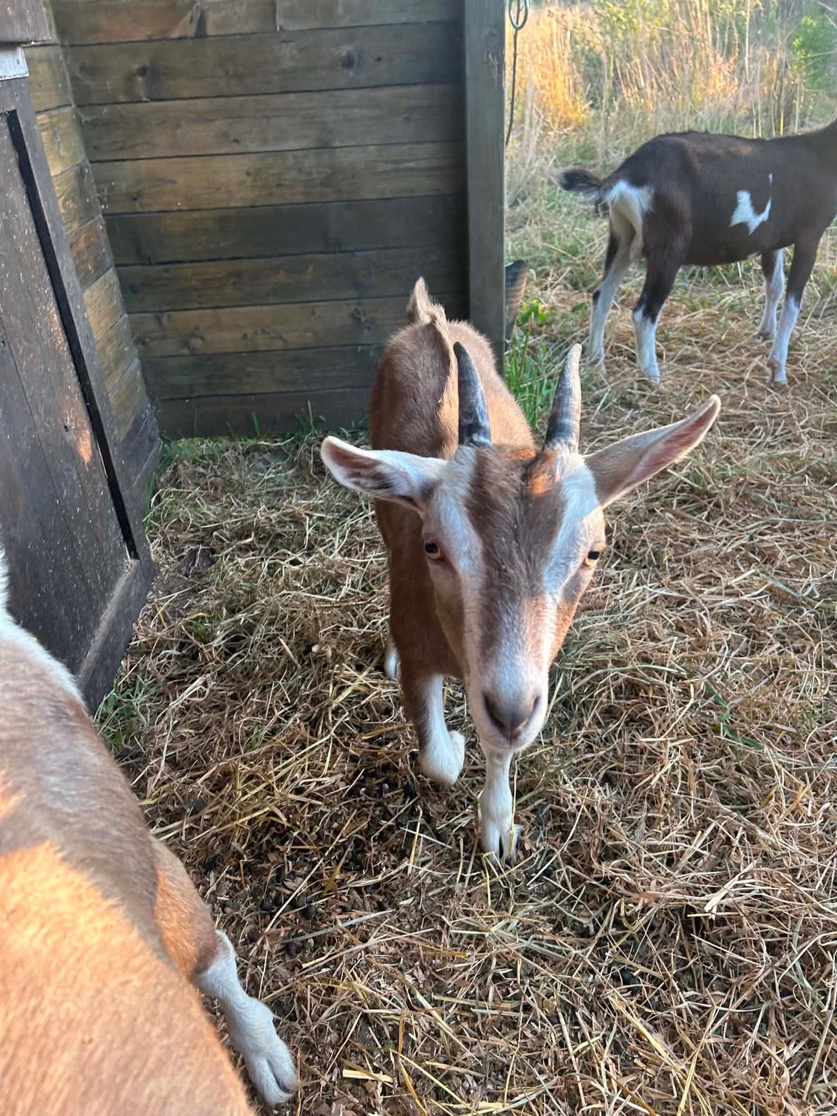 Mieke lam, Dieren en Toebehoren, Schapen, Geiten en Varkens, Vrouwelijk, Geit, 0 tot 2 jaar
