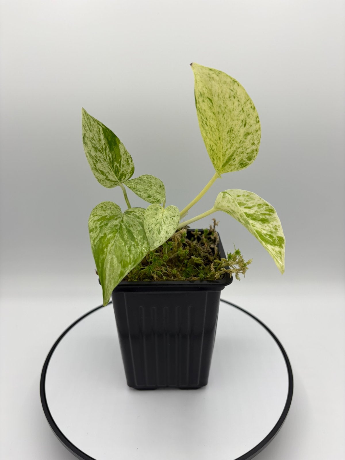 Epipremnum Pinnatum Marble Queen, Maison & Meubles, Plantes d'intérieur, Plante verte, Enlèvement ou Envoi, Autres espèces, Moins de 100 cm