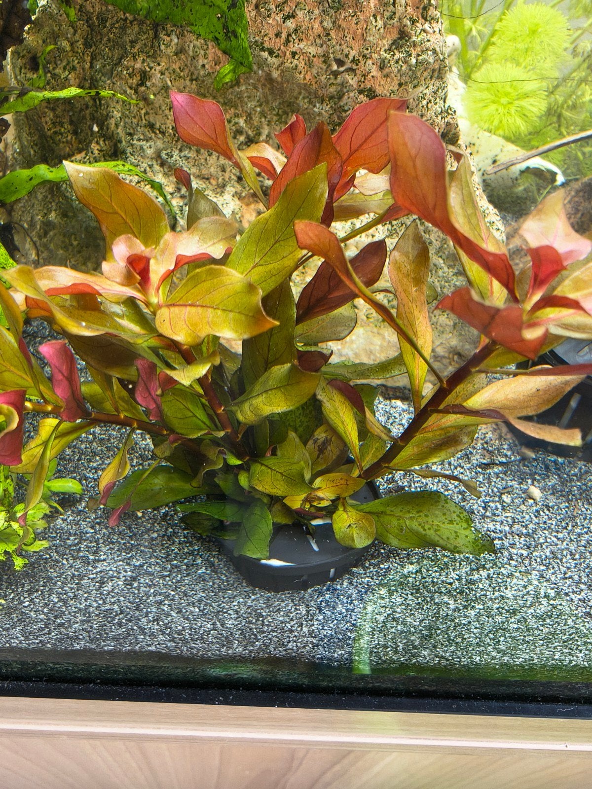 Ludwigia repens, Ophalen of Verzenden