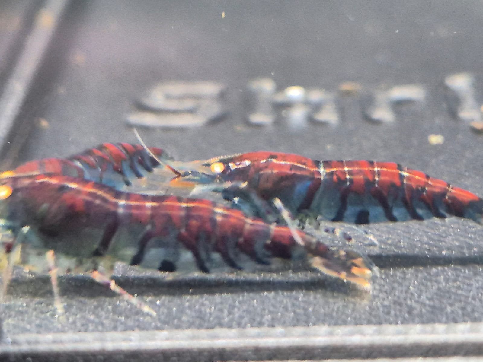 Rusty Red Tiger Orange Eyes high grade garnalen. Caridina, Dieren en Toebehoren