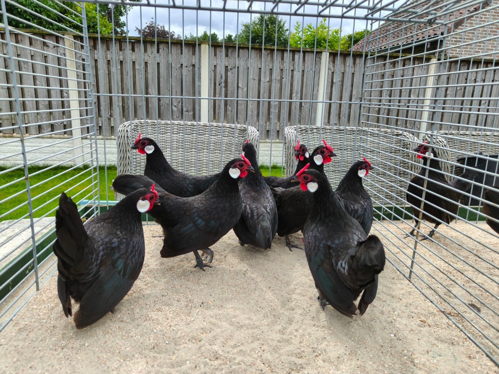 Zwarte Javakriel hennen., Femelle, Poule ou poulet