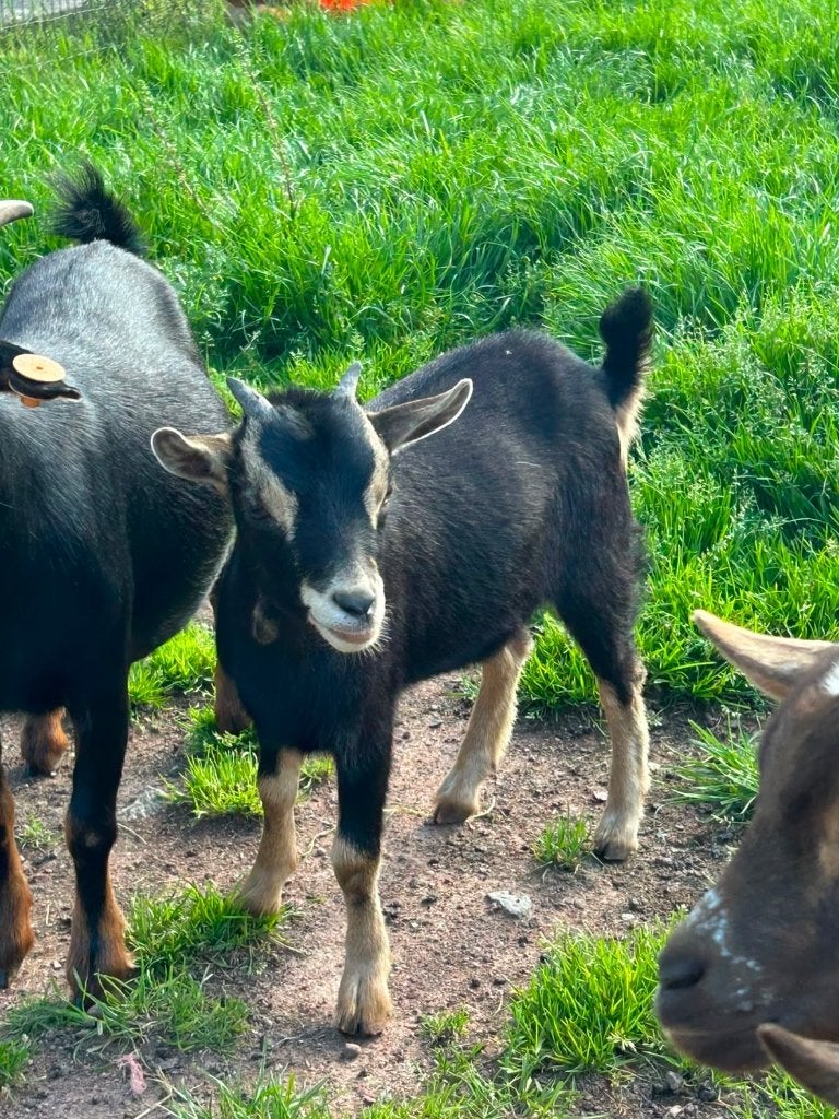 Dwerggeiten mieke, Femelle, Chèvre, 0 à 2 ans
