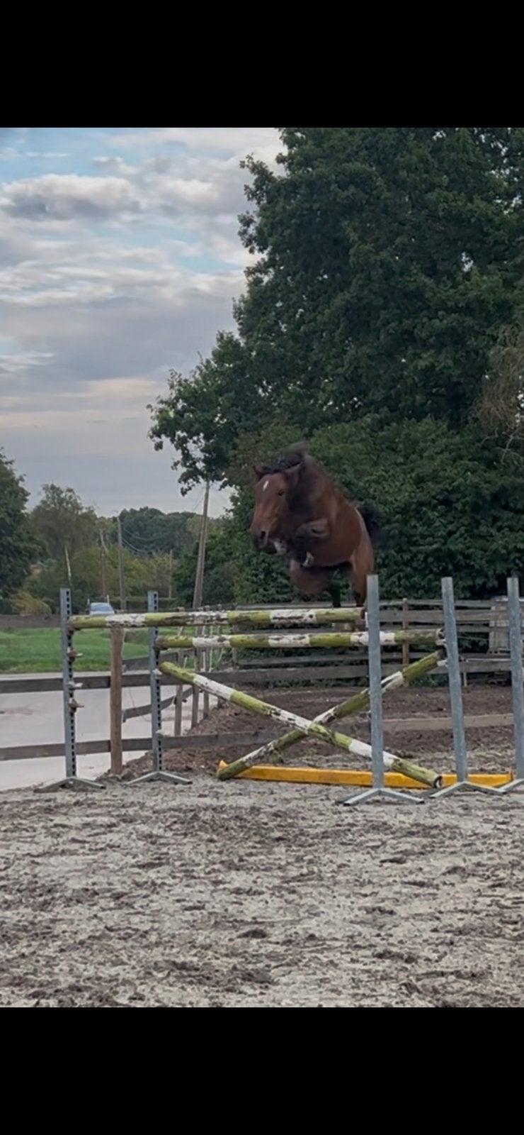 2,5 jarige springmerrie zoekt haar forever, Dieren en Toebehoren, Merrie, Springpaard, Met stamboom, 3 tot 6 jaar