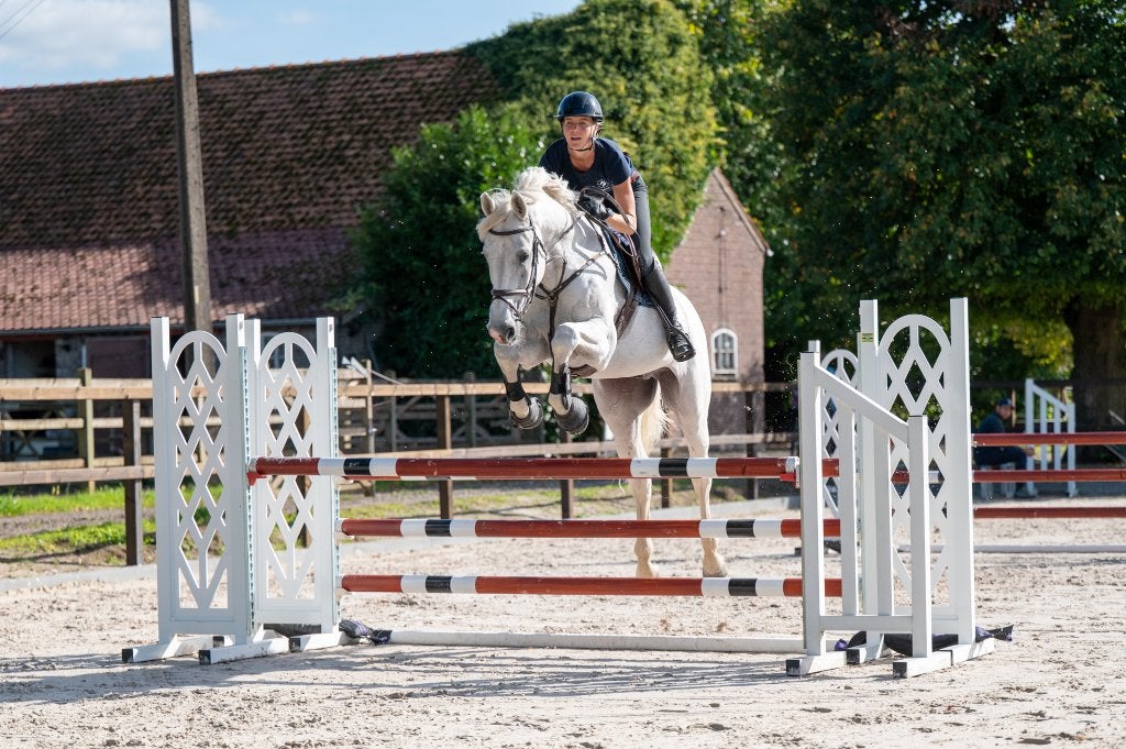 Ervaren ruin Maserati Quality || ESHA Veiling 2 - 5/10/2026, Springpaard, Ruin, M, 170 tot 175 cm