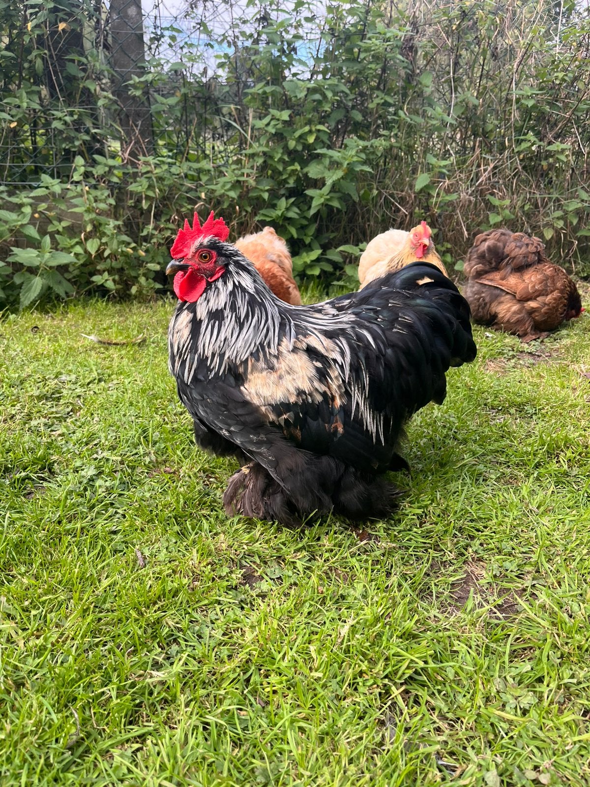 Zwart Cochin haantje, Dieren en Toebehoren, Mannelijk, Kip