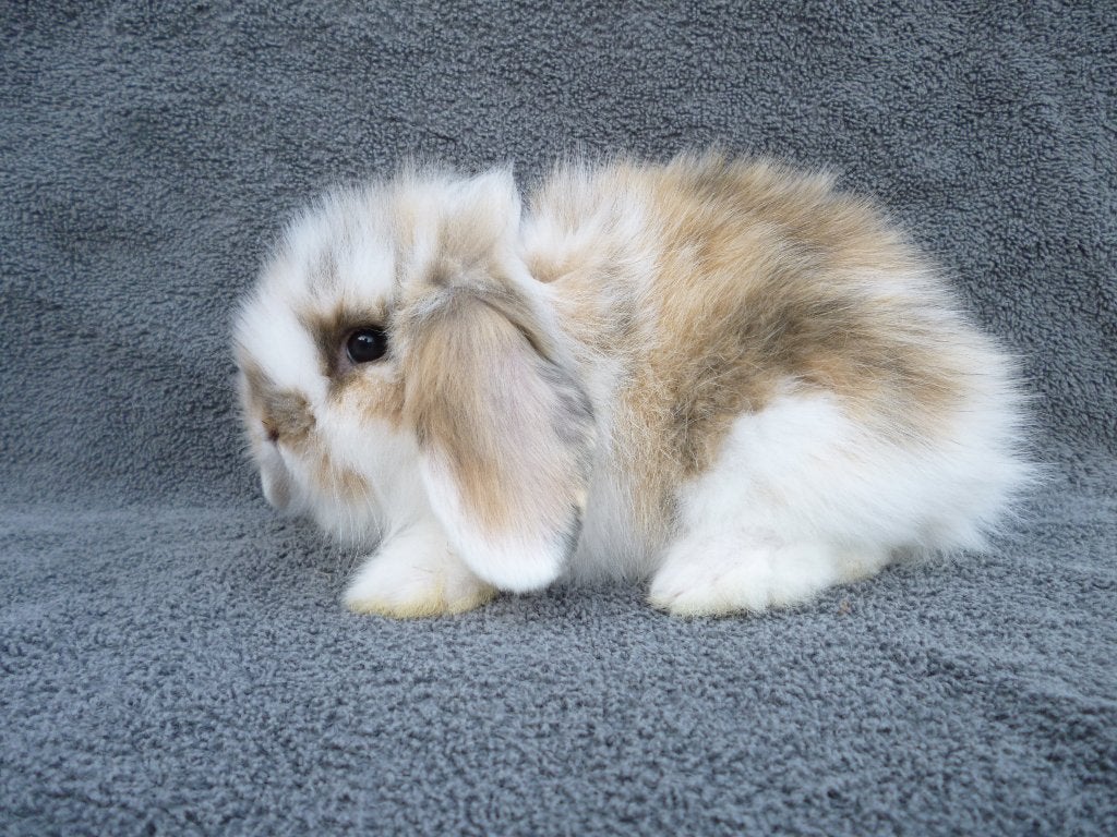 schattig handtam zindelijk Nederlands jong dwerghangoortje, Dieren en Toebehoren, Konijnen, Meerdere dieren, Klein, Hangoor, 0 tot 2 jaar