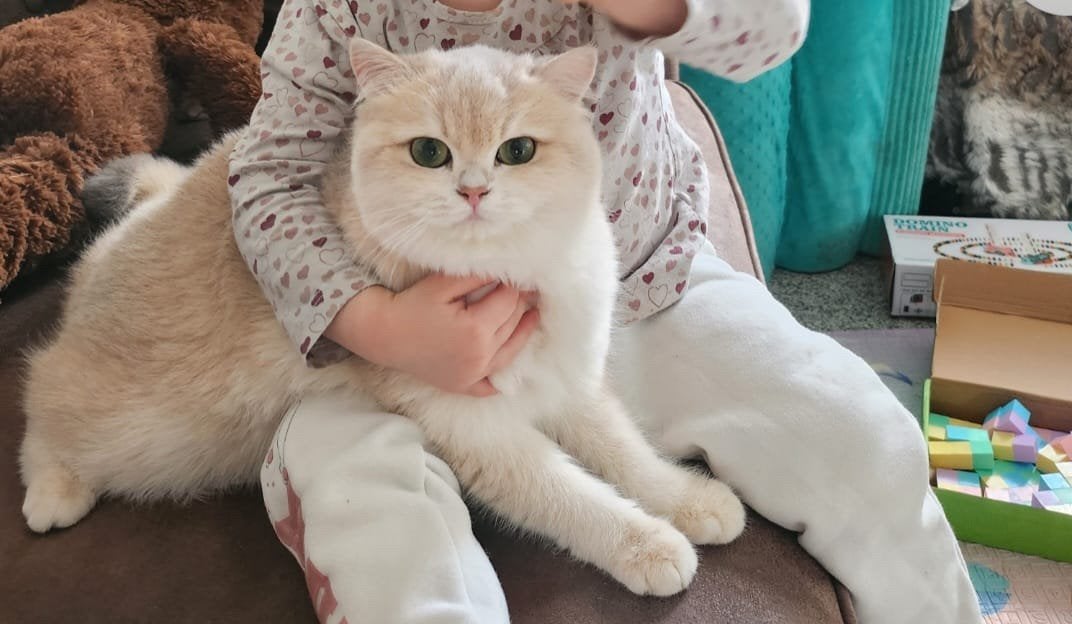Britse korthaar kittens  taby, Dieren en Toebehoren, Katten en Kittens | Raskatten | Korthaar, Meerdere dieren, Met stamboom, 0 tot 2 jaar