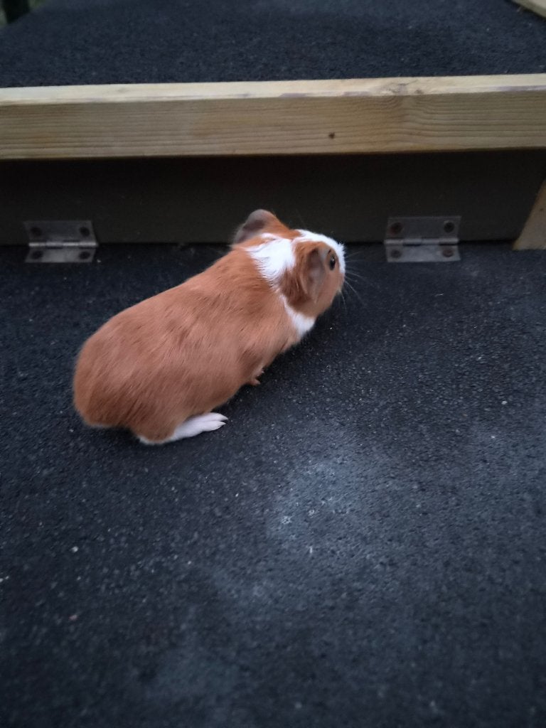 Jonge cavia beertjes, Août, Mâle, Domestique, Cobaye