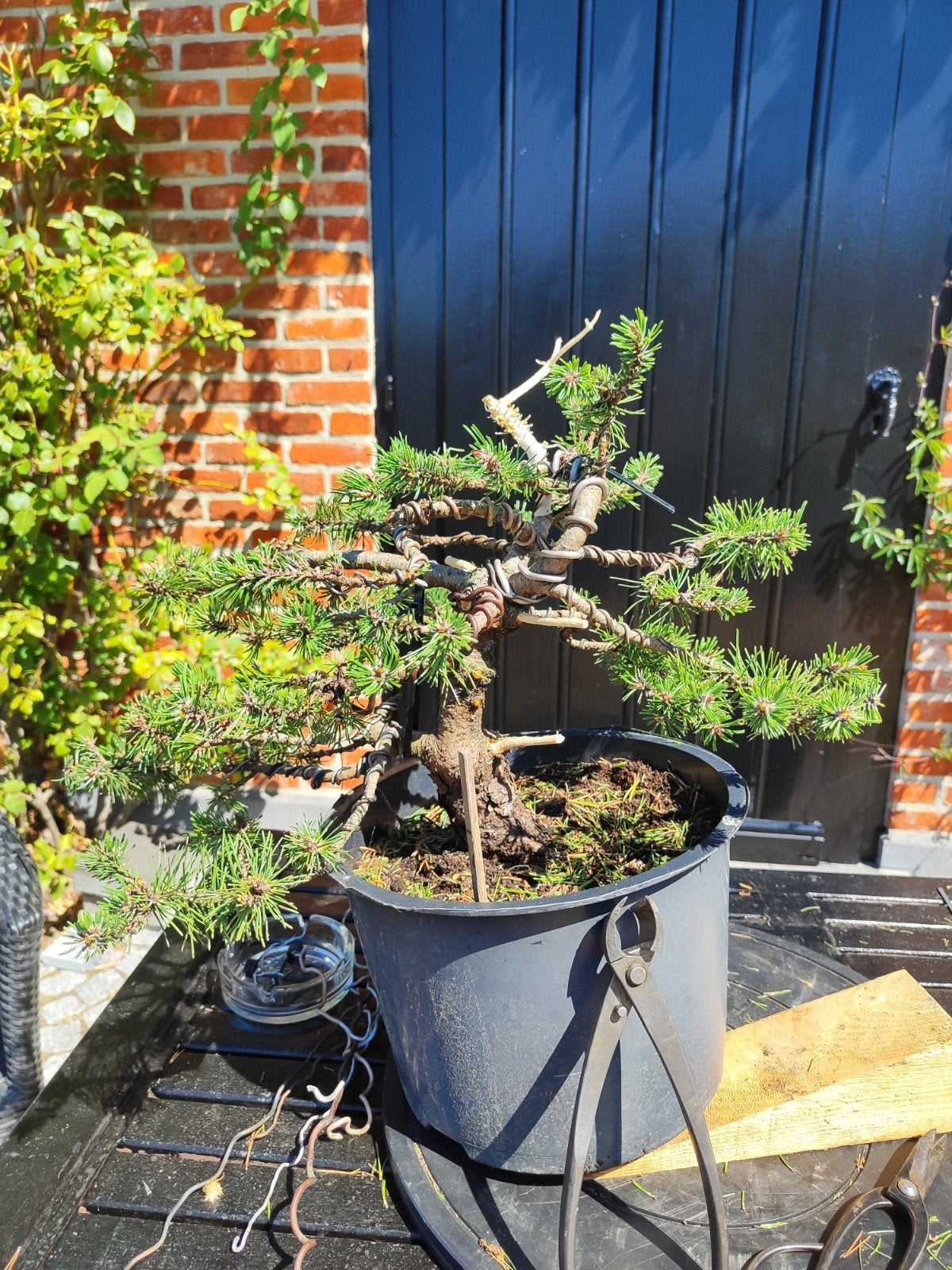 start plant bonsai Pinus Mugo, Overige soorten, Minder dan 100 cm, Ophalen, Volle zon
