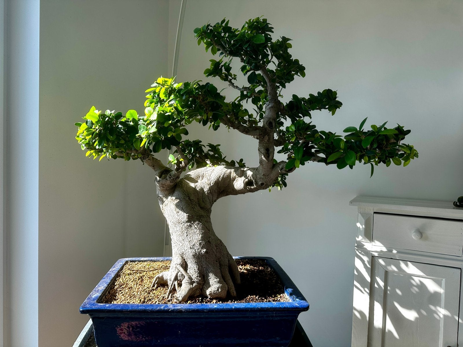 Bonsaï  Ficus retusa, Tuin en Terras, Planten | Bomen, Bloeit niet, Overige soorten, Minder dan 100 cm, Ophalen