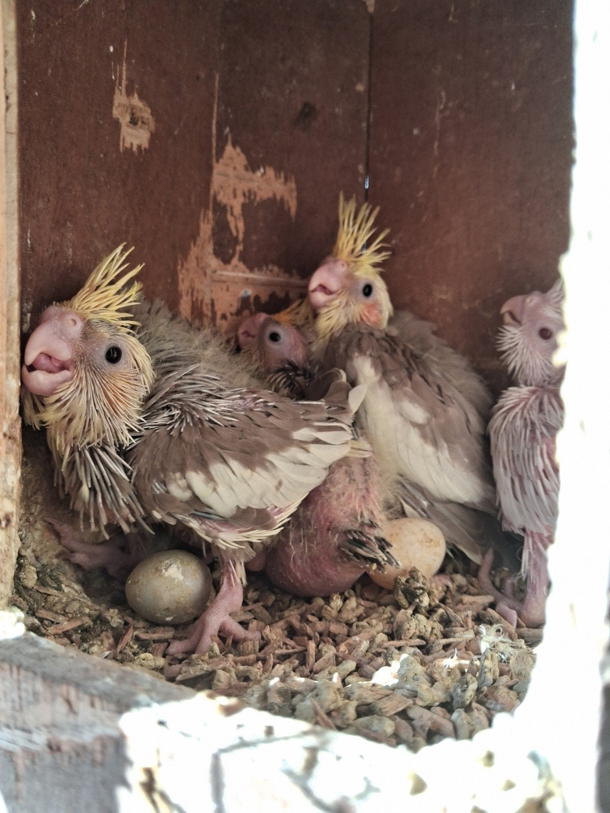 perruches callopsittes au nid