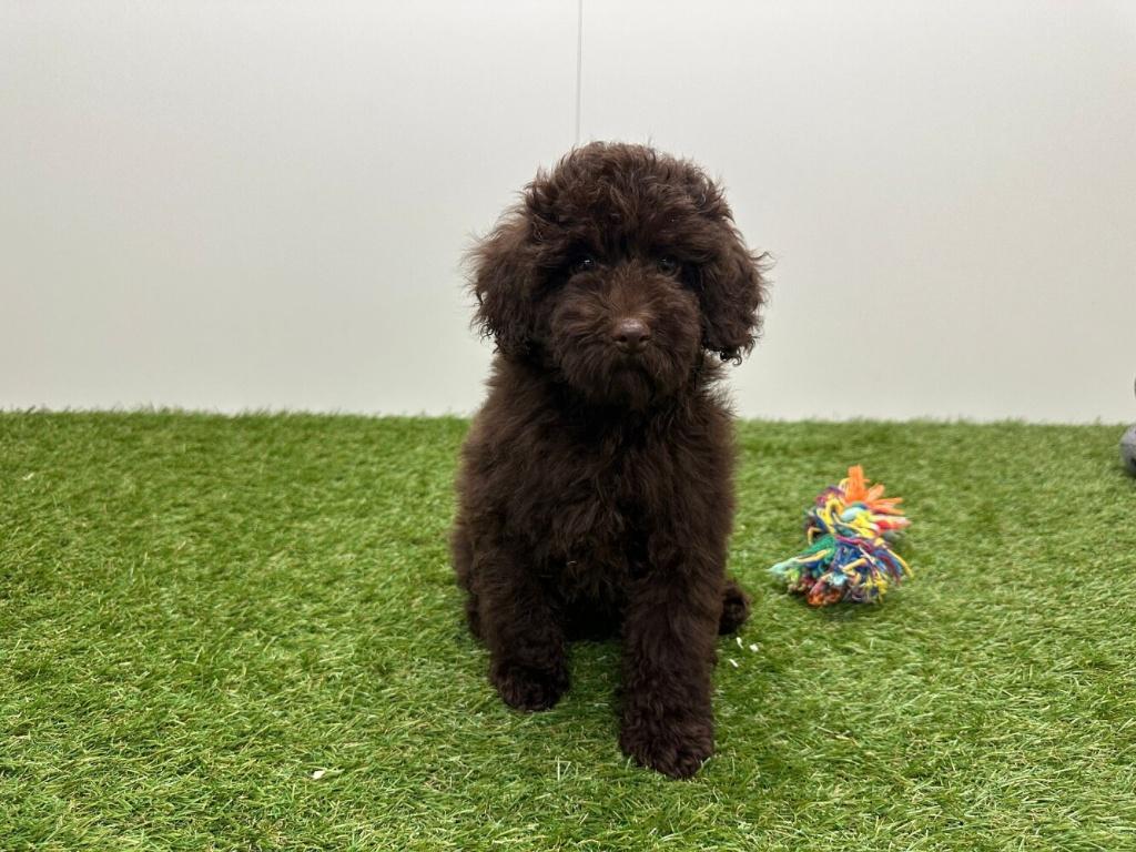 Dwergpoedel pups, Dieren en Toebehoren, Honden | Chihuahua's en Gezelschapshonden, Meerdere dieren, Poedel, Fokker | Professioneel