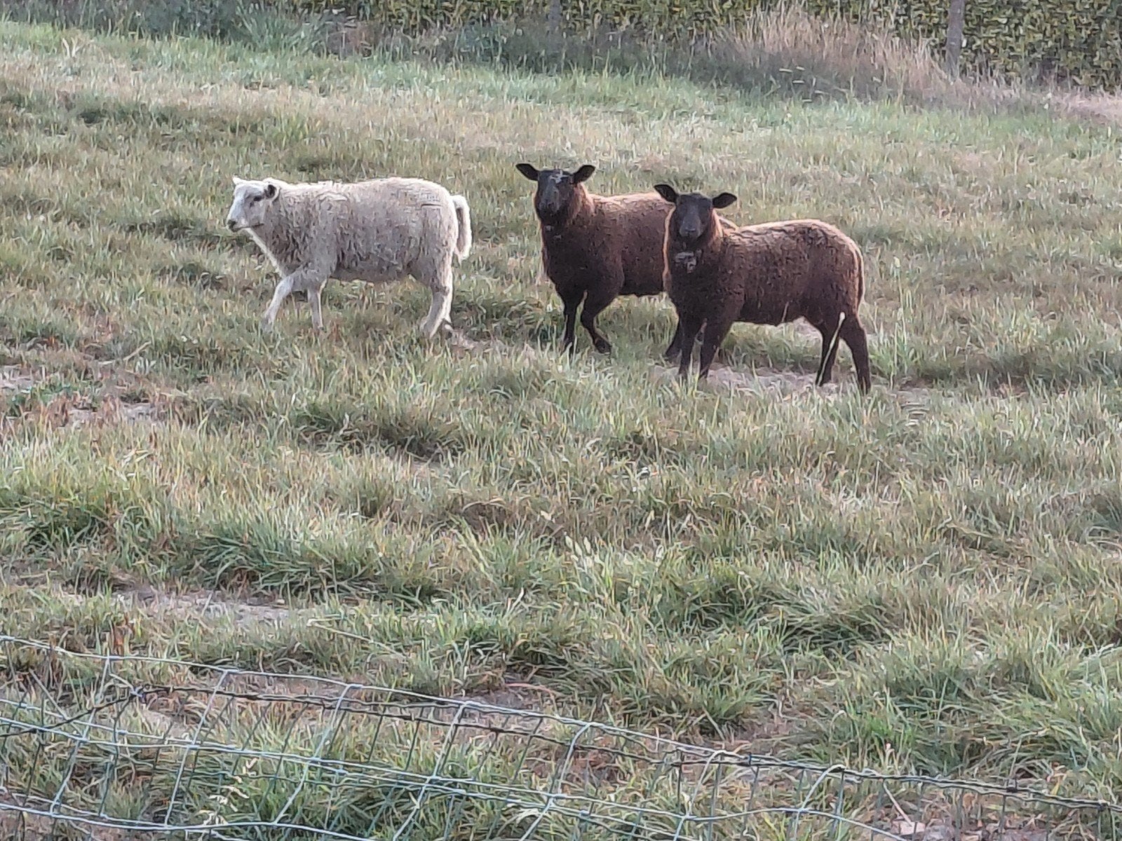 3 jonge rammen te koop, Mâle, Mouton, 0 à 2 ans