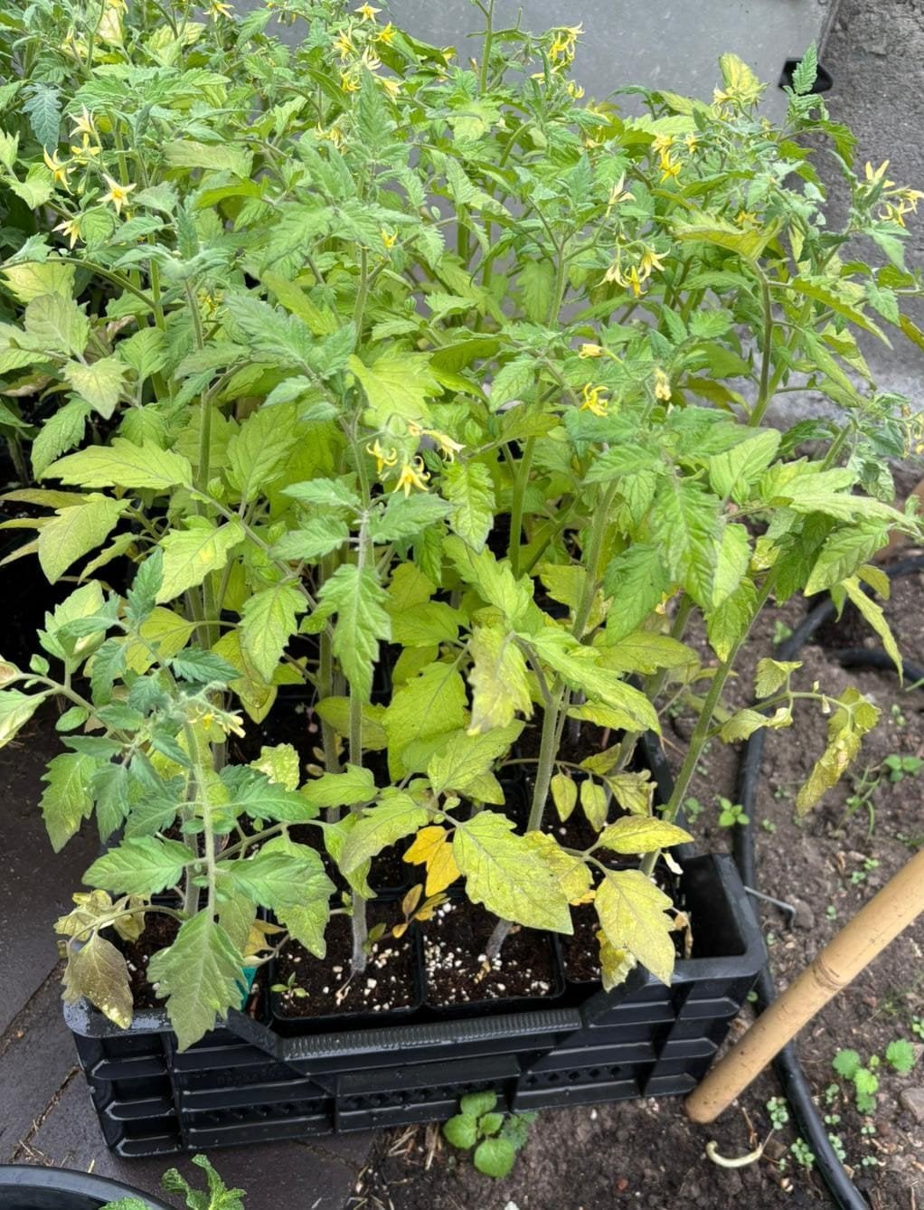 Plants de tomates à vendre, Jardin & Terrasse, Plantes | Jardin, Annuelle, Plein soleil, Été, Enlèvement