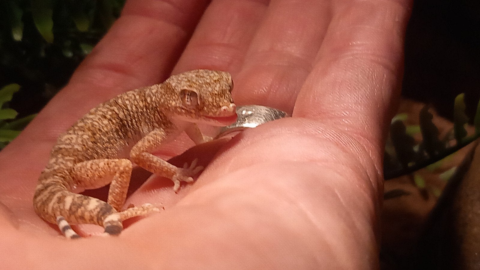 Dunvingergekko's met terrarium, Met terrarium