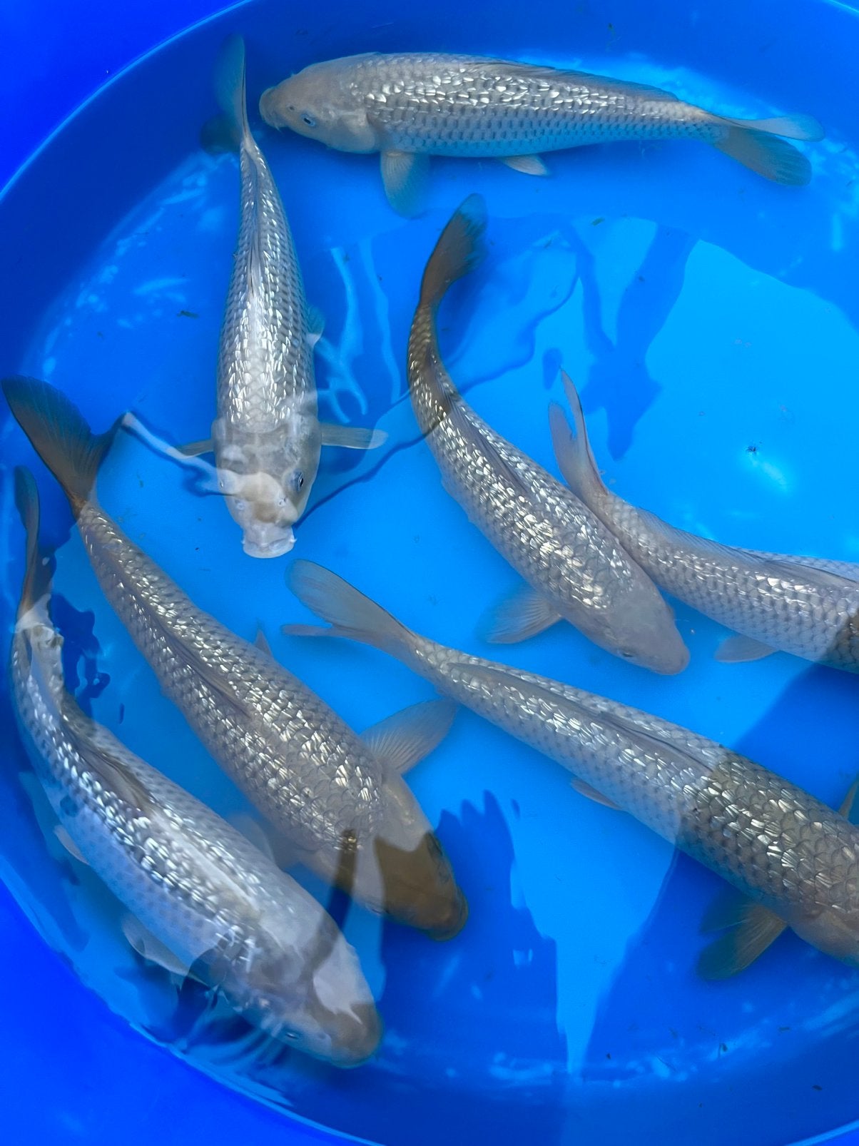 HQ Jumbo Tosai: Ginrin Chagoi van Marusei, Dieren en Toebehoren