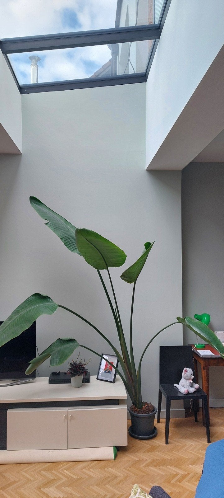 Grote, mooie Strelitzia, 2,3m hoog., Autres espèces, En pot, Enlèvement, 200 cm ou plus