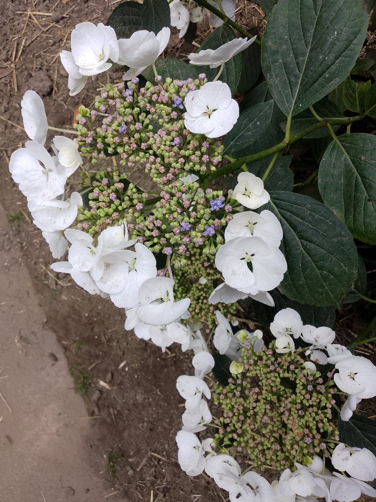 Hortensia blanc -bleu ou rose mauve et blanc +/- 30 cm, Enlèvement, Hortensia