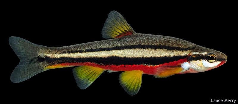 Chrosomus erythrogaster 7 stuks 20€, Dieren en Toebehoren