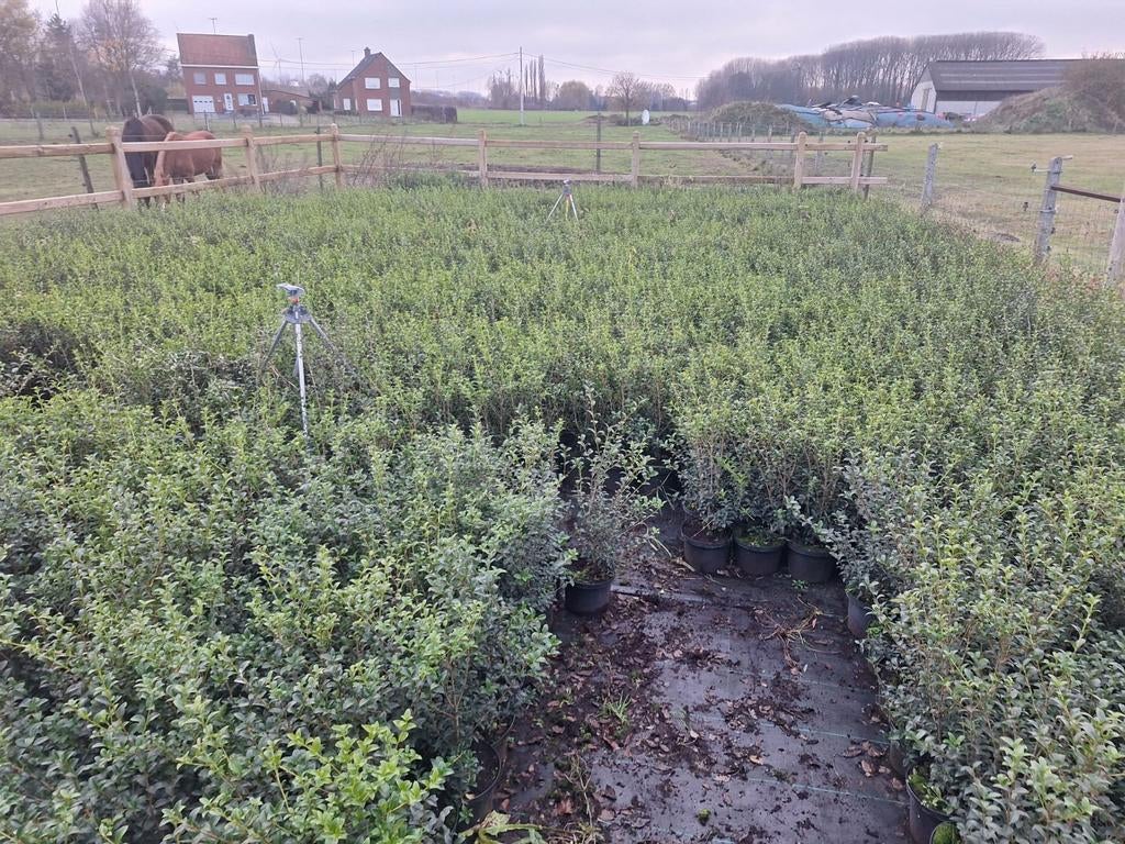 ‼️osmanthus Burkwoodii vanaf augustus terug op voorraad‼️, Enlèvement, Taxus
