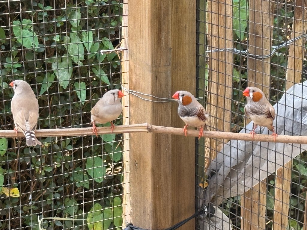 Zebravinkjes, Dieren en Toebehoren, Vogels | Overige Vogels, Geslacht onbekend, Tropenvogel
