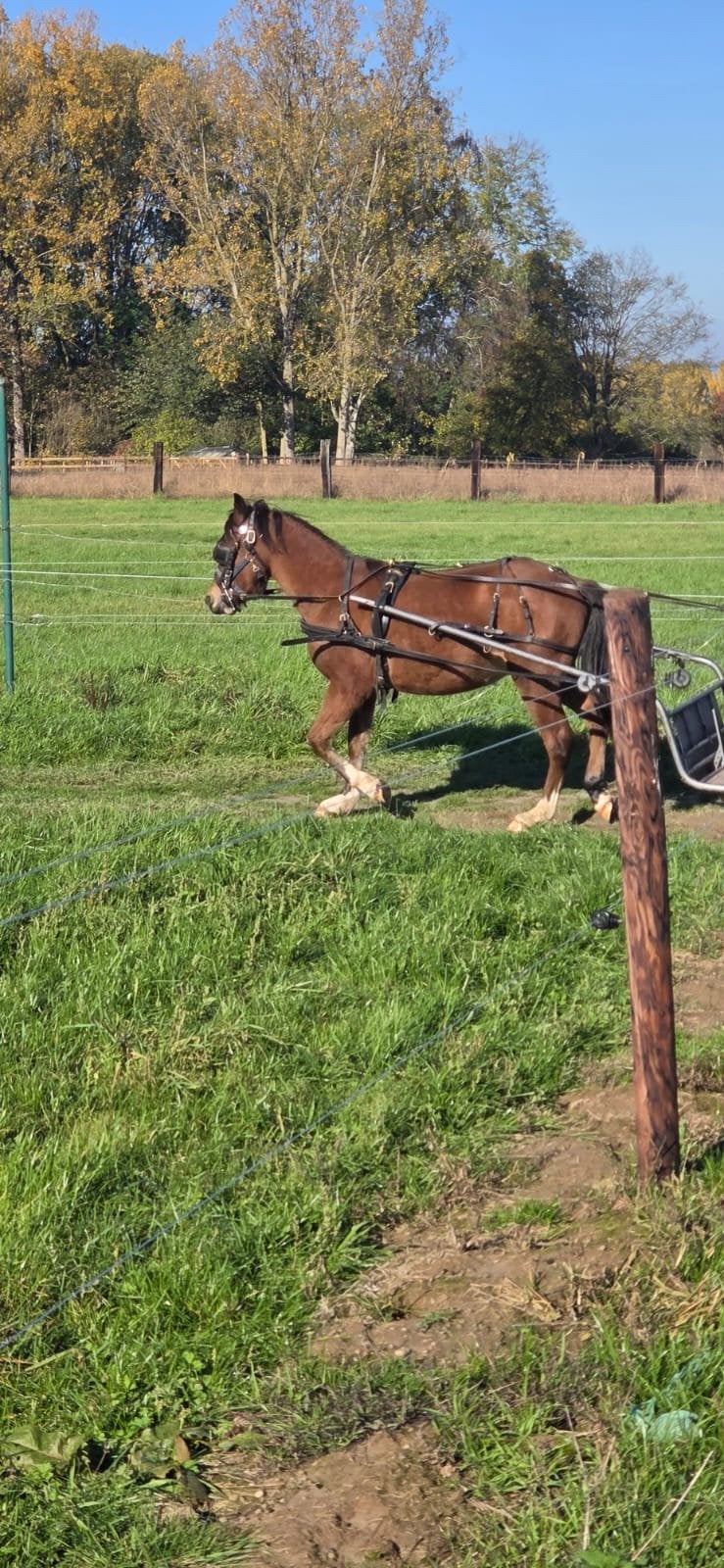 Welshpony c hengst, Dieren en Toebehoren, Minder dan 160 cm, Met stamboom, 0 tot 2 jaar, Hengst
