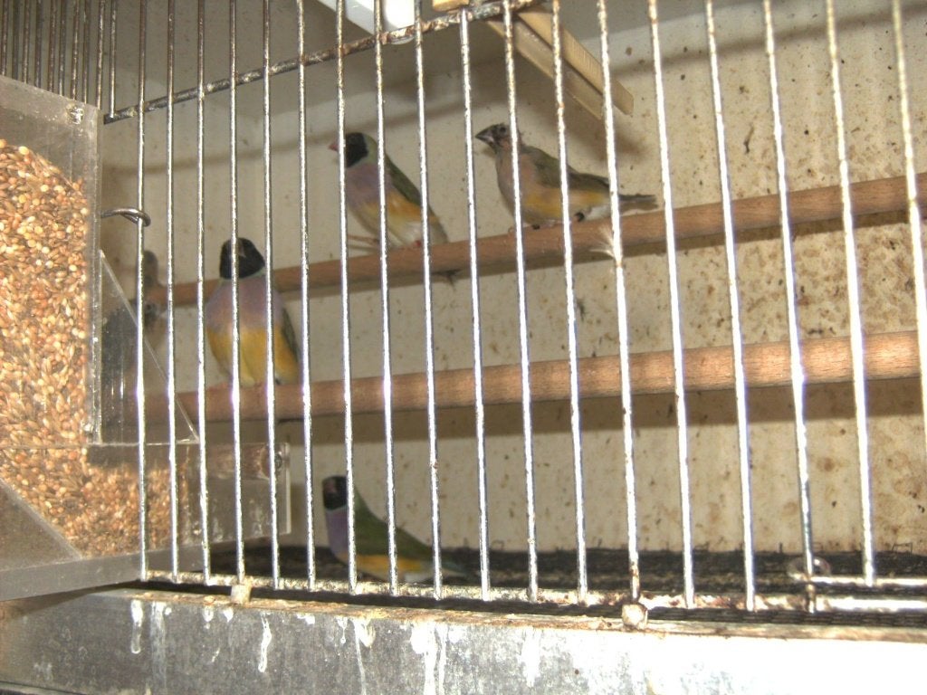 Gouldamandine, Meerdere dieren, Tropenvogel, Geringd