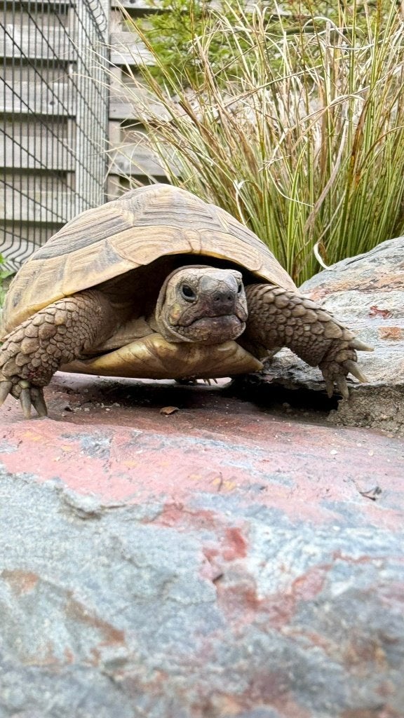 Vrouwtjes Griekse landschildpad testudo hermanni boettgeri, Tortue, 3 à 6 ans